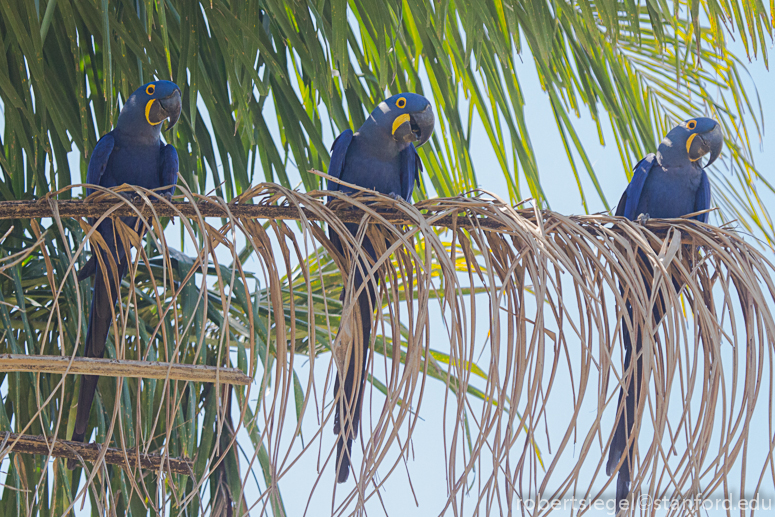 3 hyacinth macaws
